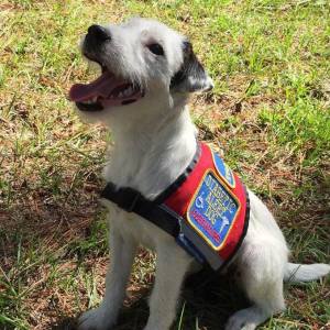 Riddock's Daughter, Thistle Ridge Hope, is being trained to be a Diabetic Alert Dog