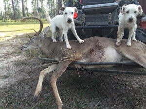 Riddock and Chigger helped recover this buck that was gut shot - the entire recovery was approximately 5 hours through swamps, woods, and across a road. The hunter said there was no way they would've been able to recover him without our dogs.