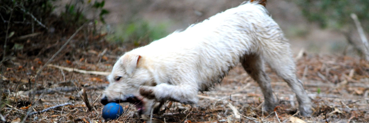 Thistle Ridge Terriers Blog