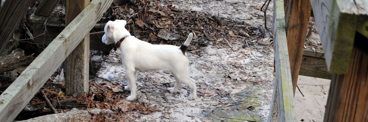 Thistle Ridge Terriers - Our Terriers