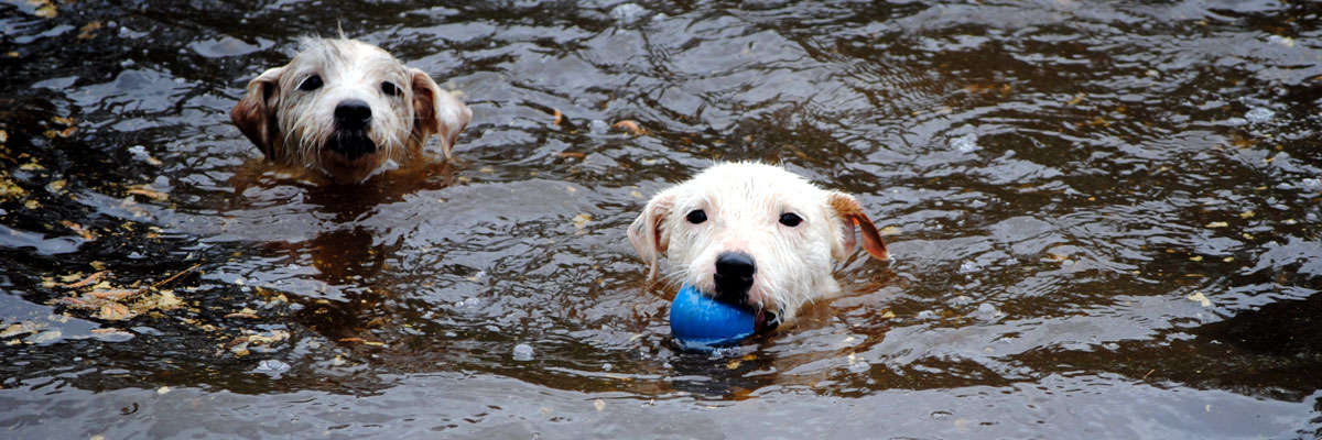 About Thistle Ridge Terriers